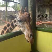 Visit the animals at Avilon Zoo