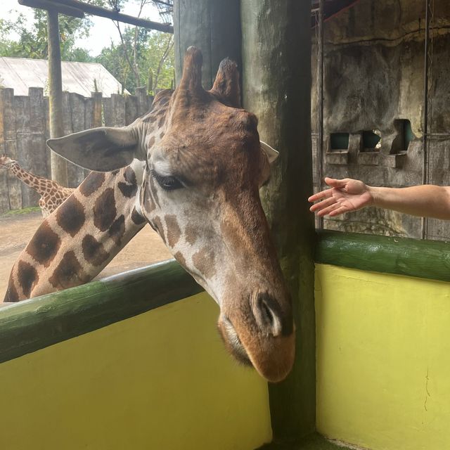 Visit the animals at Avilon Zoo