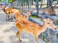 Feeding the deer in Nara 