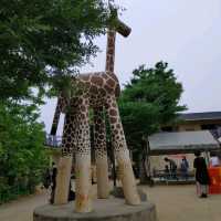 キリンを上からも下からも観察できる　京都市動物園