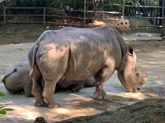 Singapore Zoo, Great Experience 