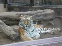 【神戸市立王子動物園】上野動物園並みの大充実