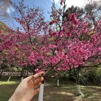 Doi Angkhang(ดอยอ่างขาง) เชียงใหม่