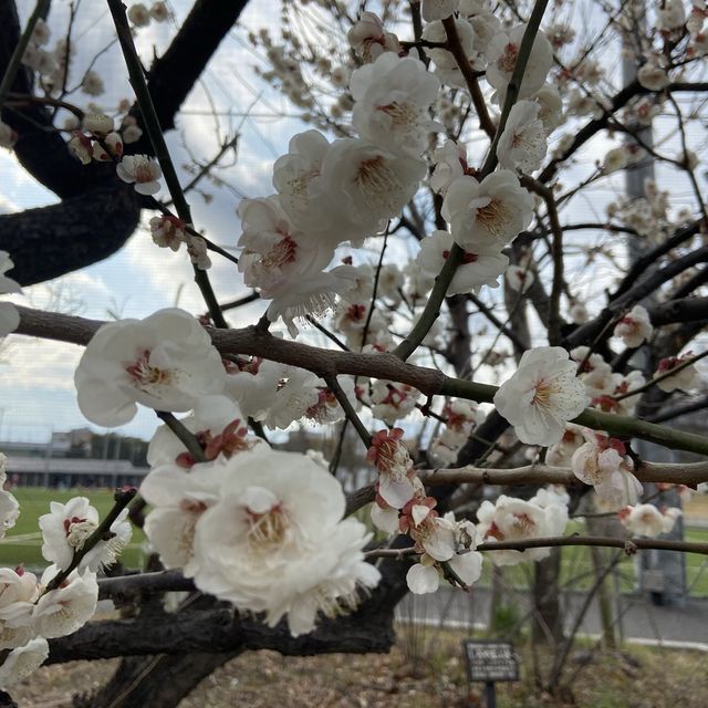 名古屋 - 鶴舞公園 休閑走一走吃醬油丸子～