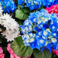 疫情後的花展