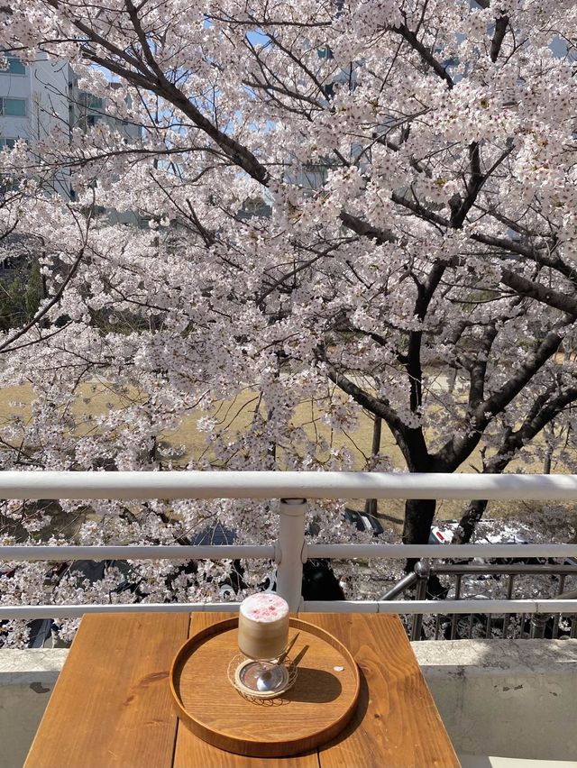 서울 벚꽃뷰 카페 원탑 “연남동 벚꽃집”