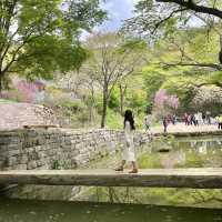 🌸서산 겹벚꽃명소 개심사🌸