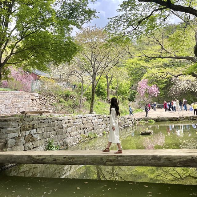 🌸서산 겹벚꽃명소 개심사🌸