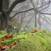 Yangmingshan: Lengshuikeng>>xiaoyoukeng trail