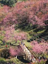 สะพานซากุระ ขุนวาง เชียงใหม่🏕️🗻🌸