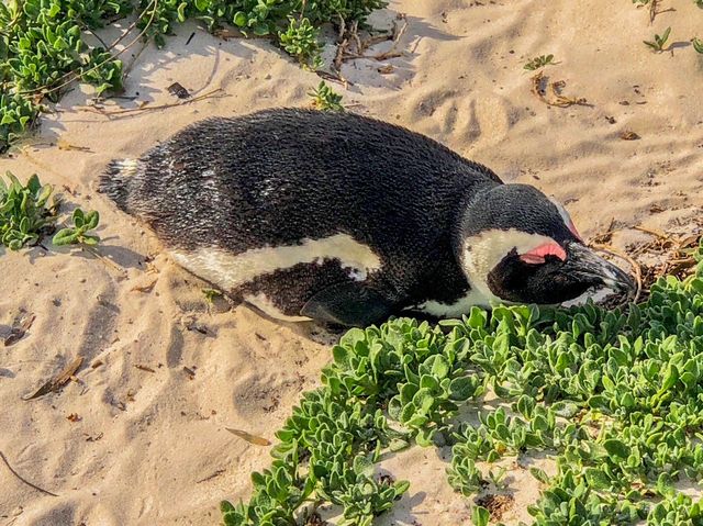 南非-開普敦🇿🇦屬於可愛黑白企鵝🐧的樂天世界