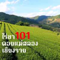 ไร่ชา 101 ดอยแม่สลอง เชียงราย