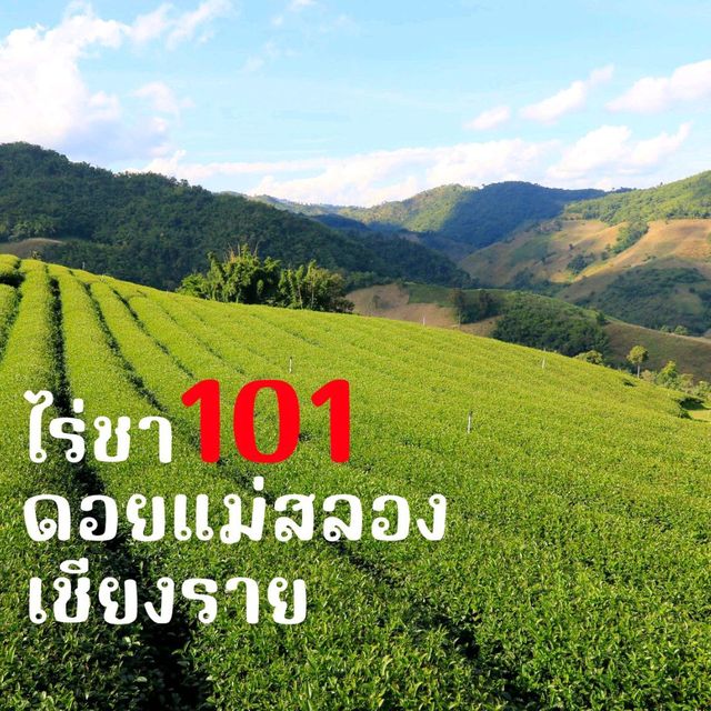 ไร่ชา 101 ดอยแม่สลอง เชียงราย