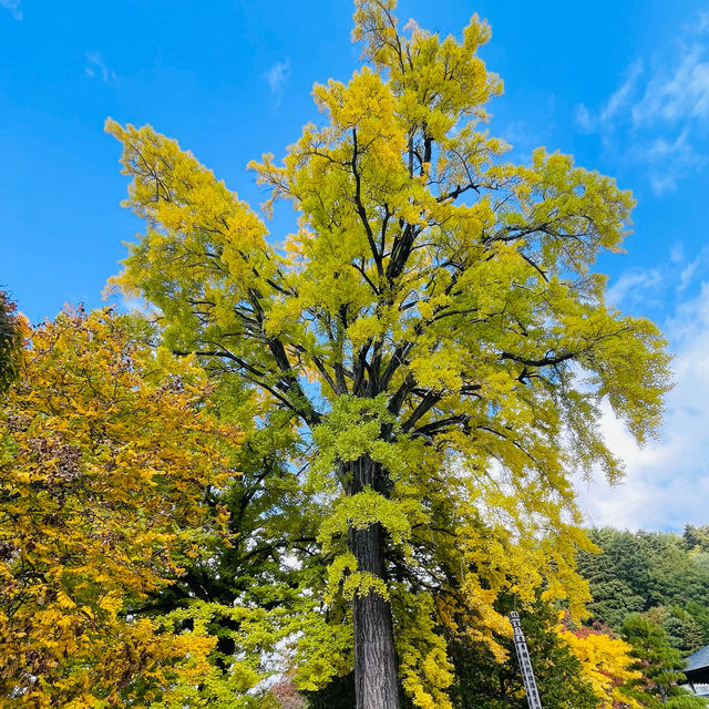 【長野県/高さ40mの夫婦銀杏が美しく紅葉を始めた佛法紹隆寺】