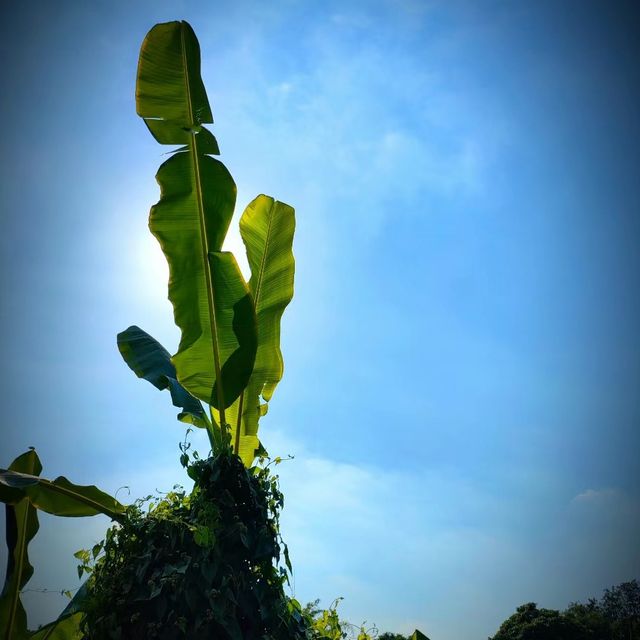 向日葵畑 🌻🌞燦爛陽光下的黃金海洋🌅🌻