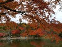 Stunningly beautiful Showa Kinen Park