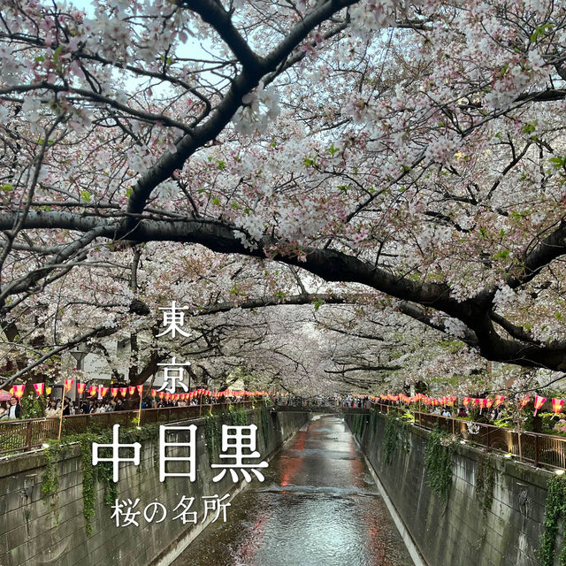 〈東京・中目黒〉桜の名所 〈東京・中目黒〉桜の名所