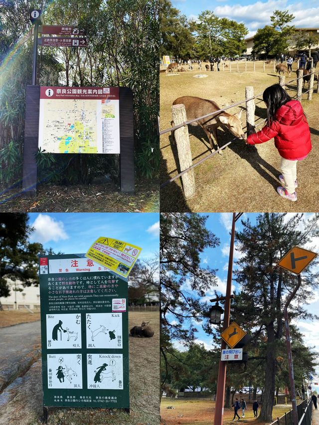 Ohhh my deer in Nara Park 🦌🦌🦌