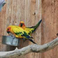 Bird Watching At Karlsruhe Zoo