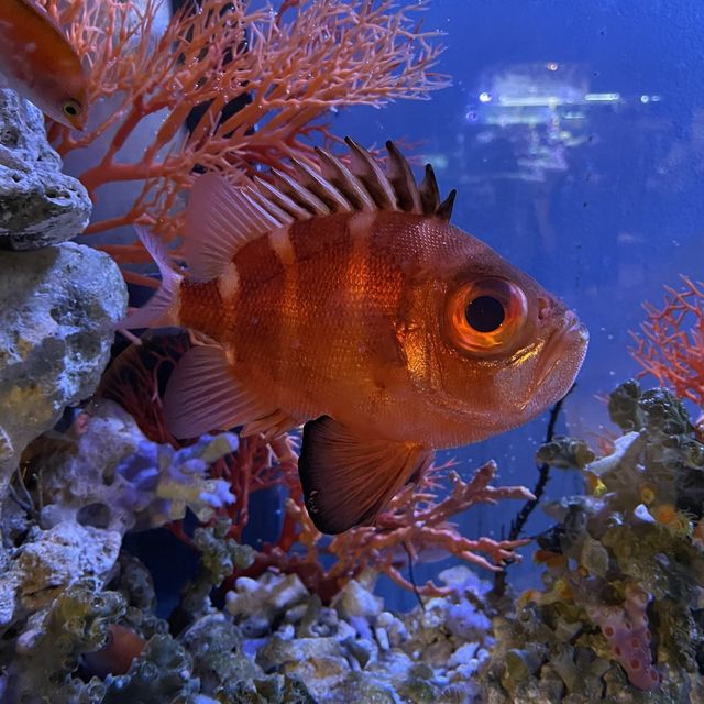 【ロケーション◎】秋田 男鹿 ホッキョクグマに会える！男鹿水族館GAO