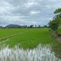 paddy field in Perlis, Malaysia