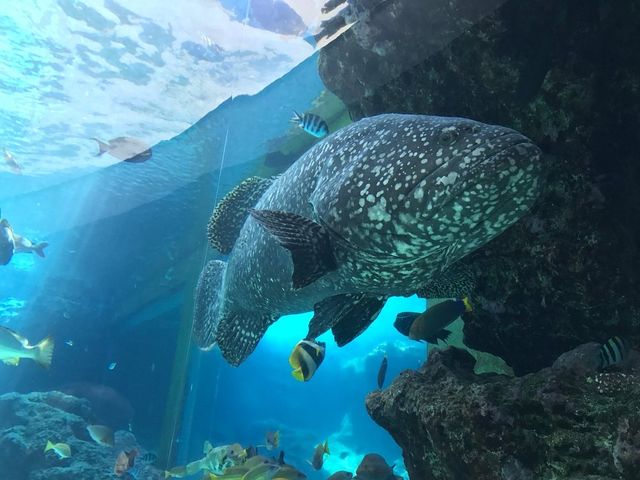 Okinawa Churaimi Aquarium