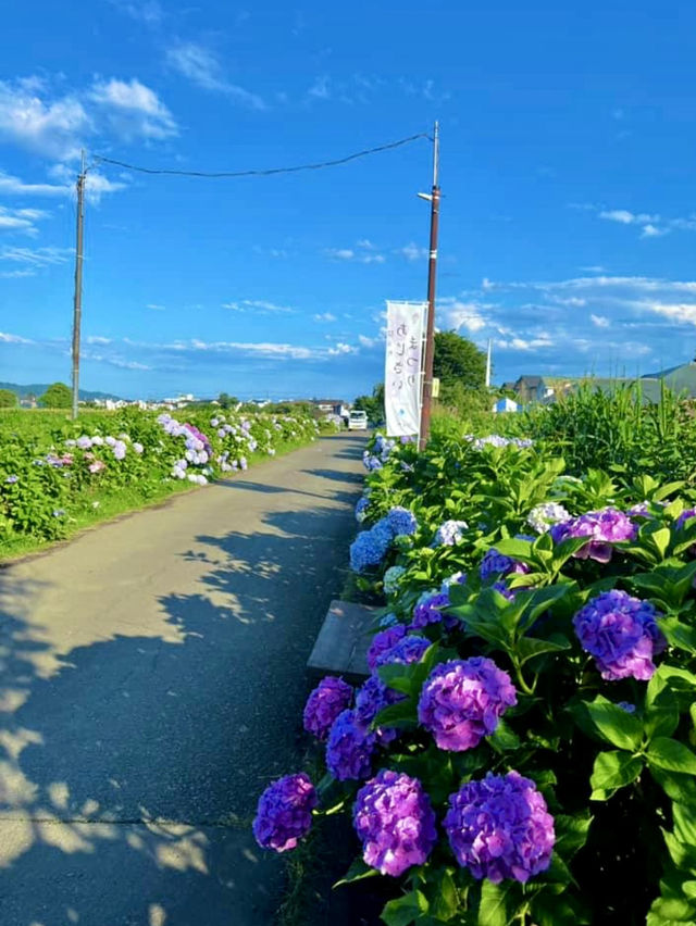 Kaisei Farm in Kanagawa