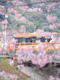 2024年は見頃もうすぐ⁉️これ見たら今すぐ予定変更して‼️狙い目の日程・アクセス攻略情報付き