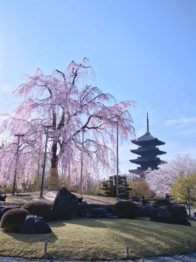 迷ったらココ！京都×桜 8選とルートプラン🌸