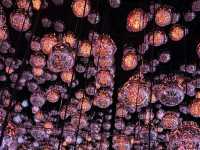 Amazing Lights