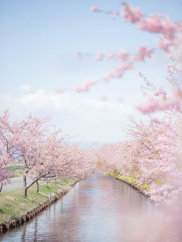  三重県で見れる早咲きの桜スポット2選！🌸