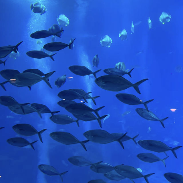 新加坡夢幻海底餐廳「Ocean Restaurant 」🐠