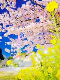 【東京】今だけ!!夜桜×東京タワーの最強コラボ