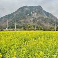 제주도 서귀포 산방산 유채꽃 🌼