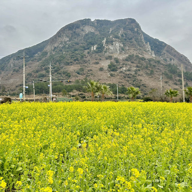 제주도 서귀포 산방산 유채꽃 🌼