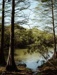 福岡景點 | 篠栗九大の森巨大水中落羽松