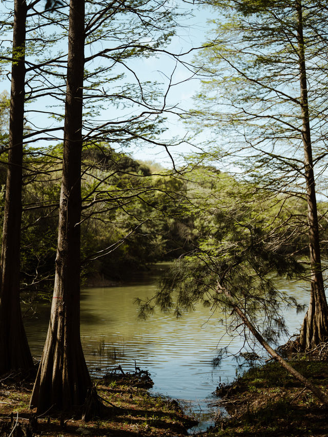 福岡景點 | 篠栗九大の森巨大水中落羽松