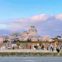Cherry 🌸 blossoms in Himeji Castle