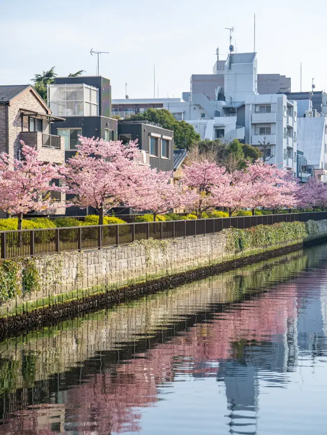 東京河津櫻景點、木場公園、當地人都來這裡賞櫻！