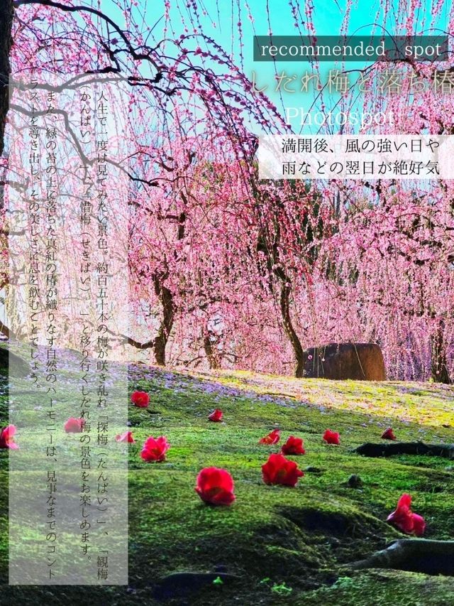 【京都/死ぬまでに1度は見たい絶景】城南宮、梅祭り🏮平日も開門前から込み合う超人気スポット