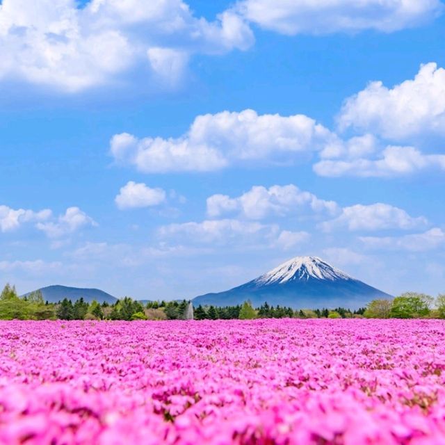 Fuji Shibazakura Festival ยามานาชิ