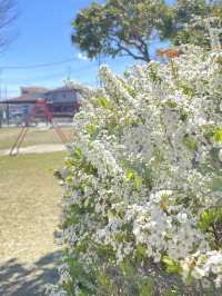 【川戸稲荷神社/埼玉県】宗忠鳥居と流造の社殿