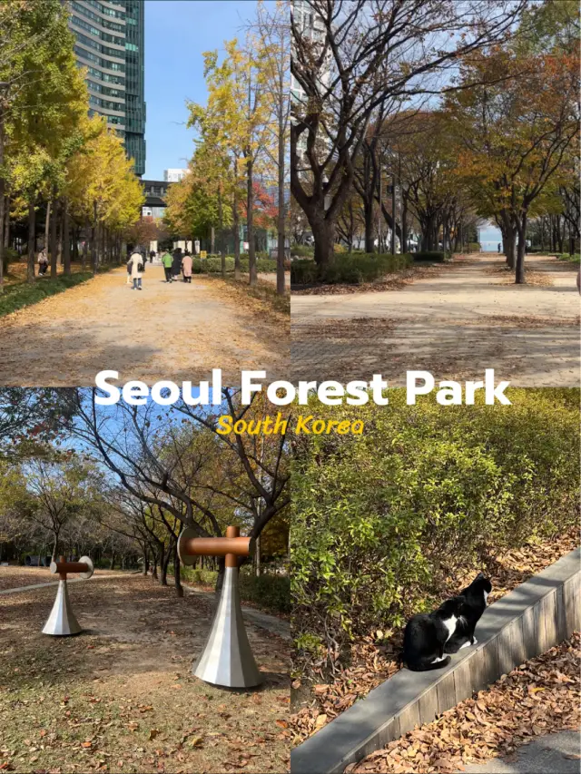 🍂 Seoul Forest Park | Seoul , South Korea