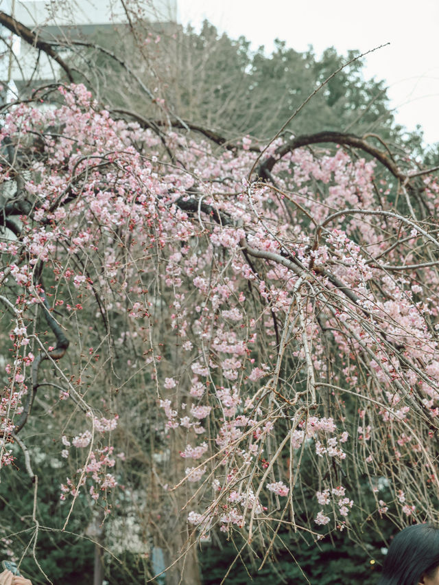 東京｜上野公園 櫻花盛開 日韓春天好去處🌸