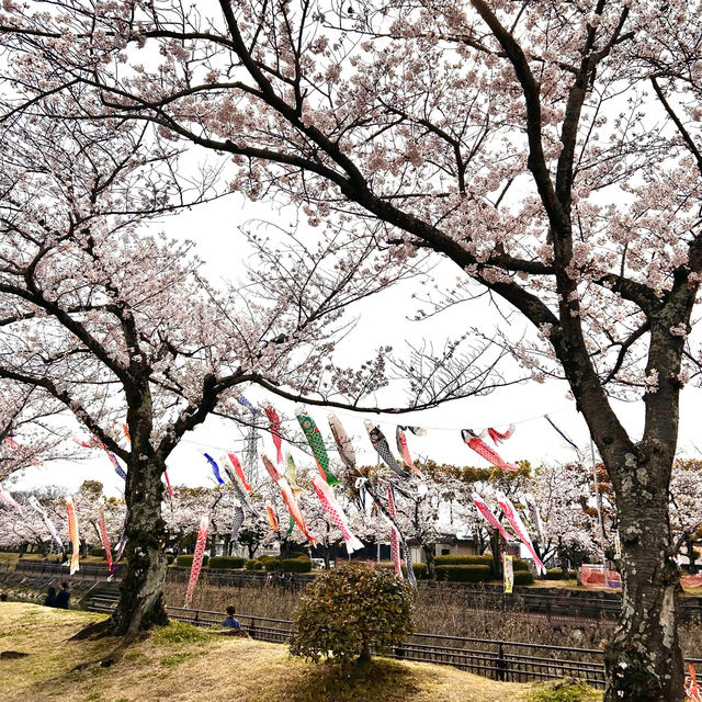 【大分市平和市民公園】桜とこいのぼり