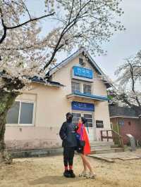 원주 벚꽃명소 반곡역🌸
