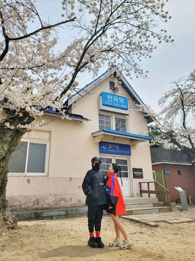 원주 벚꽃명소 반곡역🌸