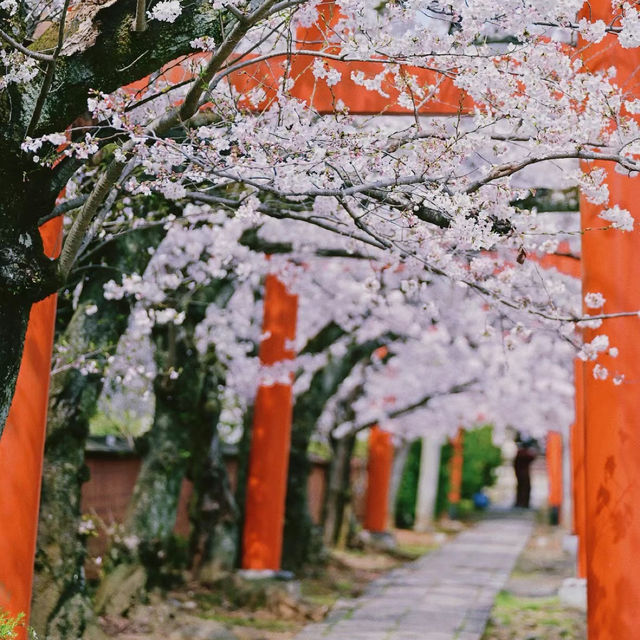 【靜岡】野宮神社：絕景寶地