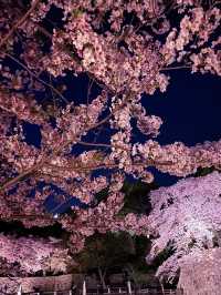 【滋賀】堀の水面に映るリフレクションが素敵すぎるお城の桜