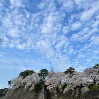 弘前城公園：春天櫻花浪漫景緻